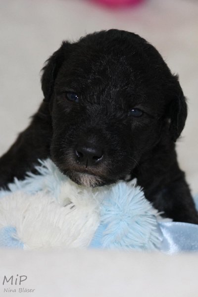 2011-05-15 Puppies Candy & Svet (14).jpg